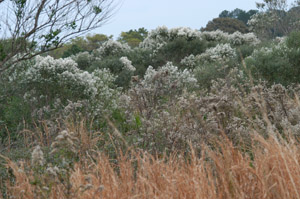 Groundsel bush in the landscape